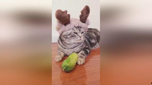 娱乐吃瓜小小鱼